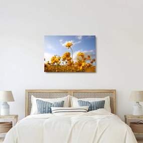 Fényes sárga virágokkal rendelkező mező képe (üvegen) (70x50 cm)