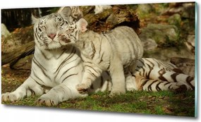 Fotótapéta falra edzett üveg Tigrisek 125x50