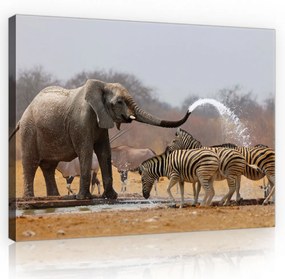 Vászonkép, Zebrák és az elefánt 80x60 cm méretben