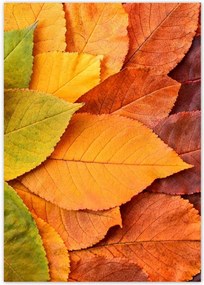 Poszterek A4 Pion Őszi színes levelek Őszi színek