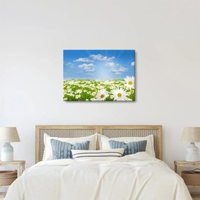 A virágzó rét százszorszépekkel képe (70x50 cm)