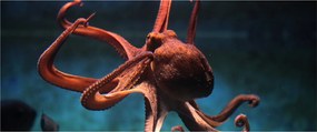 Kép - Octopus (120x50 cm)