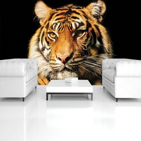 Fotótapéta - Fenséges tigris (152,5x104 cm)