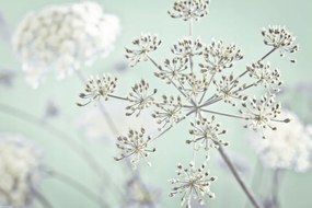 Poszter 45x30cm Tehénpetrezselyem virág, Assaf Frank