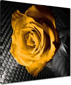 Vászonkép 50x50 Sárga rózsa