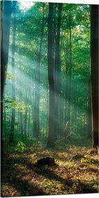 Vászonkép Erdő Fák Nap sugarai 60x120 cm