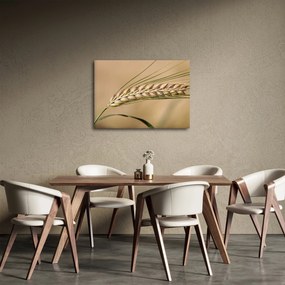 Kép - Búza (70x50 cm)