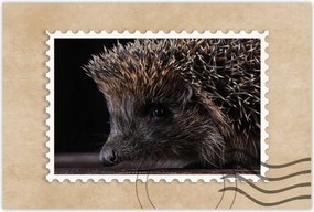 Poszterek 90x60 Kis sündisznó portré