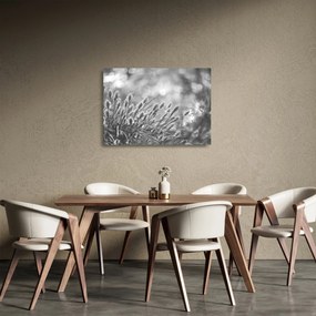 Üveg kép - Bézs színű puha fű N⁰1 (70x50 cm)