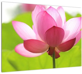 Lótuszvirág kép (70x50 cm)