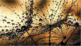 3D fotótapéta Pitypang Virágok Nappali XXL 416x254