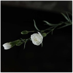 Poszterek 30x30 Fehér szegfű virágok