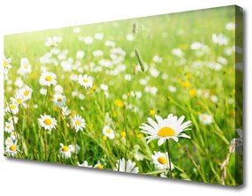 Vászonkép nyomtatás Daisy Meadow Természet 120x60 cm