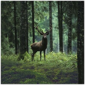 Poszterek 140x140 Szarvas ErdĆ TĂĄjkĂ©p