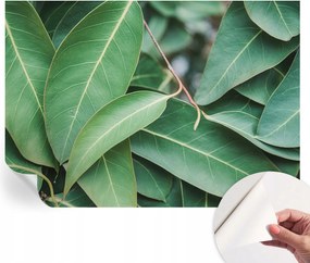 Design fali fotótapéta öntapadós zöld levelek 208x146 cm