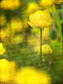 Poszter 30x40cm GyönyörƱ sårga anemon virågok a kertben, Assaf Frank