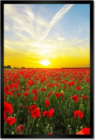 Poszterek keretben 40x60 Pipacsok mező nyugattal