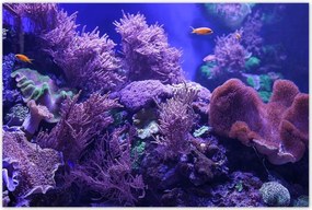 Poszterek 120x80 Víz alatti tengeri világ