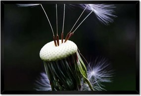 Poszterek keretben 60x40 Pitypang Virág Virágok