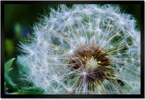 Poszterek keretben 60x40 Pitypang Virág Virágok