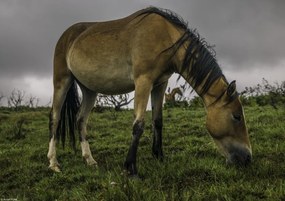 Poszter 29,7x21cm Ló a füves területen, Assaf Frank