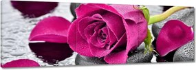 Vászonkép 90x30 Rózsaszín rózsa köveken