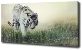 Vászonkép Fehér tigris oc-84071201