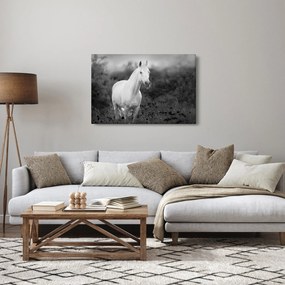 Egy fehér ló képe egy réten, fekete-fehér (90x60 cm)