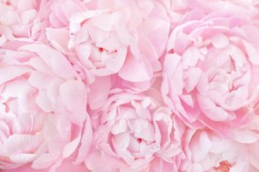 Fotótapéta Peonie Bazsarózsa Virágok P04 490x260