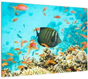 A víz alatti világ képe (üvegen) (70x50 cm)