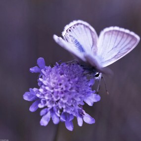 Poszter 30x30cm Pillangó a virágon, Assaf Frank