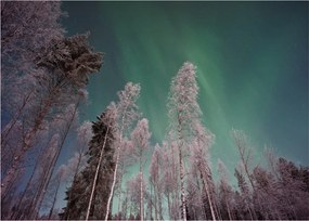 Az aurora borealis képe fagyos fák felett (üvegen) (70x50 cm)