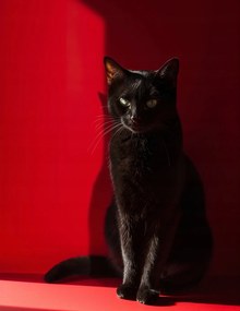 Poszter 50x65cm Elegancia az árnyékban