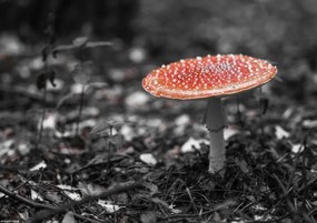 Poszter 29,7x21cm Legyező, Assaf Frank