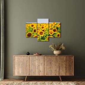 Kép - Napraforgók (90x60 cm)