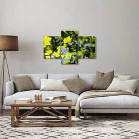 Kép - juhar levelek (90x60 cm)