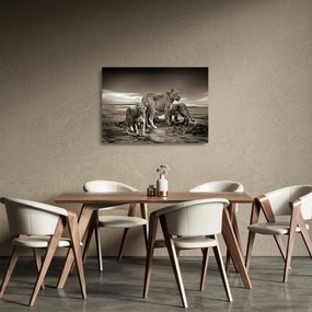 Fekete fehér tigris képe (üvegen) (70x50 cm)