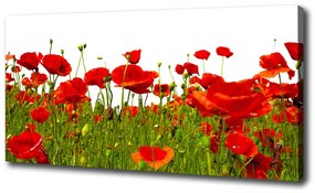Egyedi vászonkép Vadvirágok pipacsok oc-86187461