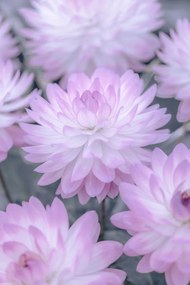 Poszter 30x45cm Dália virágok, Assaf Frank