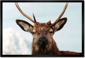 Poszter keretben 60x40 Szarvas felszarvazott
