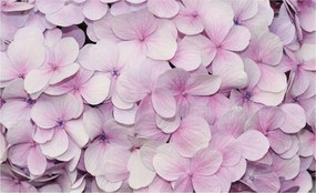 Fotótapéta Hortenzia pasztell vinil virágok 368x254 Makro Természet +ragasztó