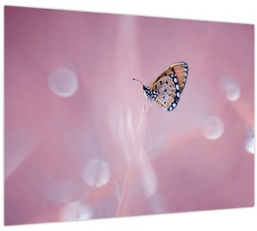 Kép - Pillangó (70x50 cm)