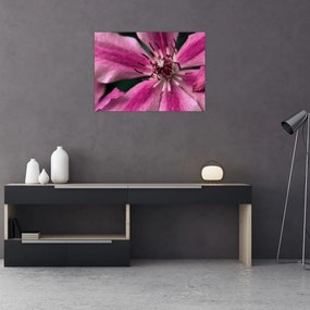 Rózsaszín flamingóvirág képe (70x50 cm)