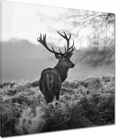 Vászonkép 90x90 Fekete-fehér szarvas