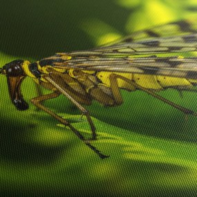 Rovar képe (90x60 cm)