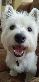 Törölköző West Highland White Terrier Strandtörölköző 75x150