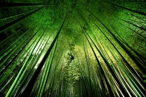 Művészeti fotózás Bamboo night, Takeshi	Marumoto, (40 x 26.7 cm)
