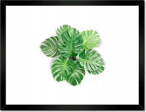 Poszter keretben 40x30 Lyukas szörny levelek