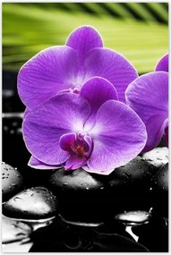 Poszterek 60x90 Lila orchideák