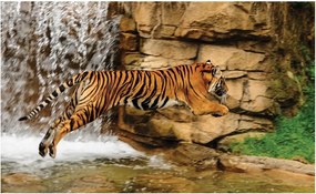 Fotótapéta állatok tigris macska fotótapéta 254 x 184